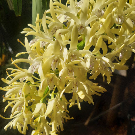 Dendrobium Speciosum Division Orchid