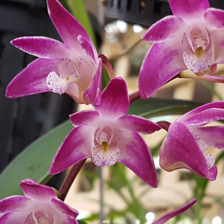 Dendrobium Delicatum