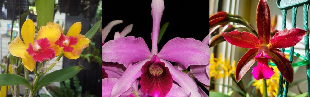 Cool Growing Laelia Cattleya