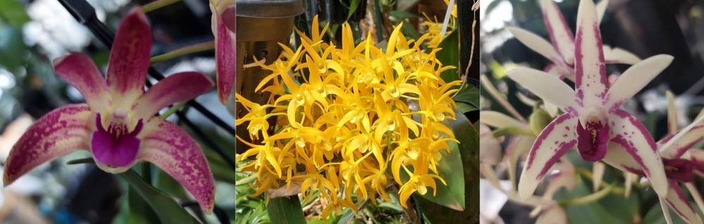 Spring Dendrobium