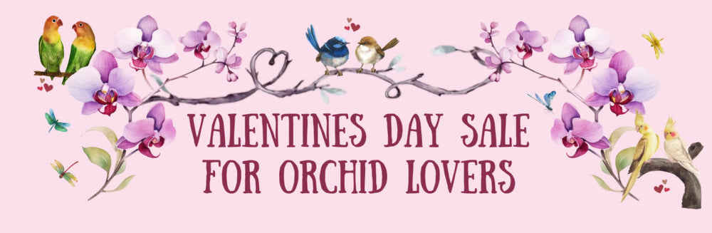 Valentines Day 20% Off Sale - Orchid Lovers Everywhere 20%Off Sale - 80mm Orchid Pots