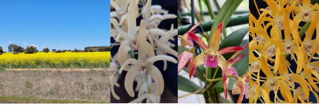 Brindabella Spring Time in Southwest NSW and Capital Country