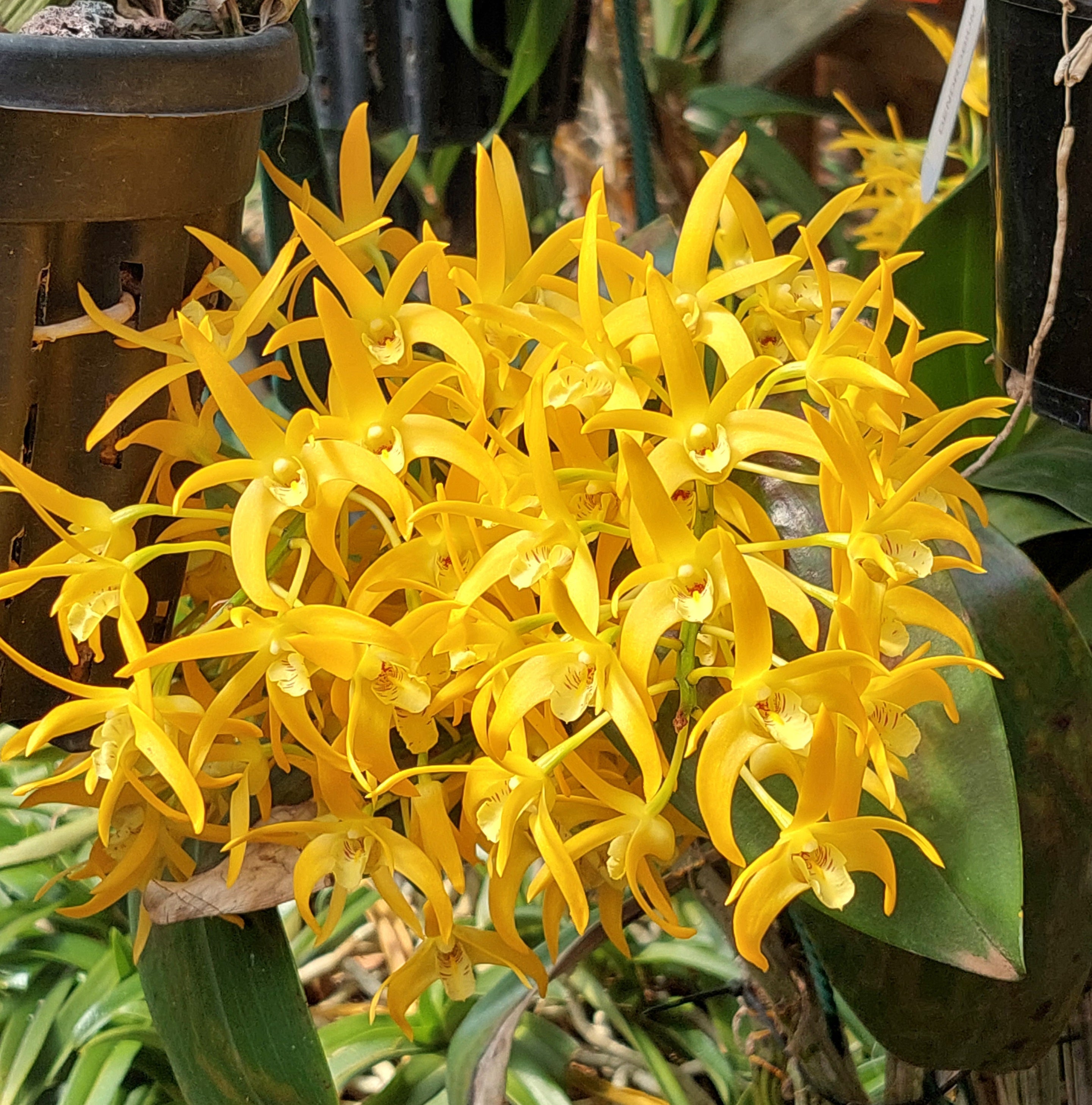 Dendrobium Orchid