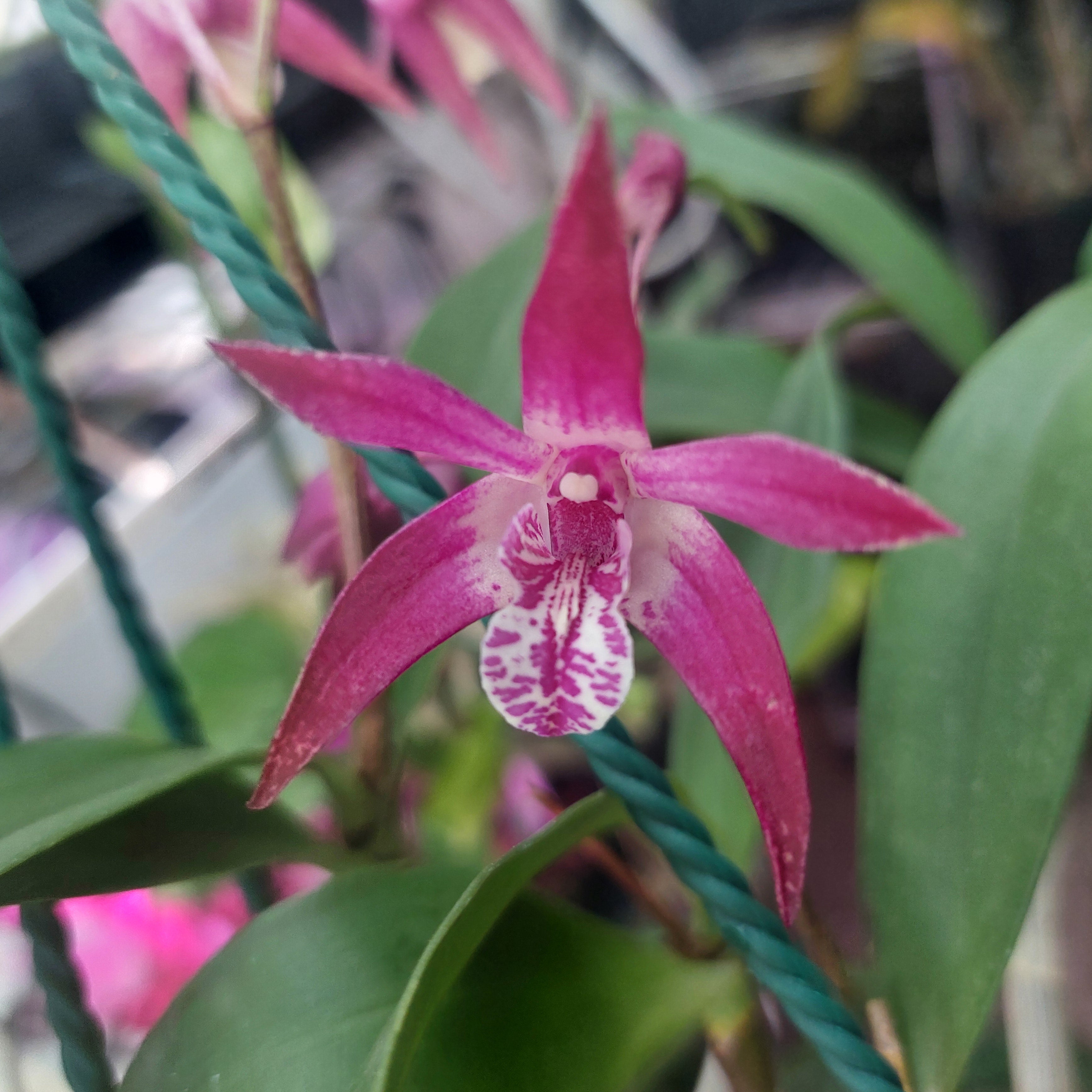 Dendrobium Orchid