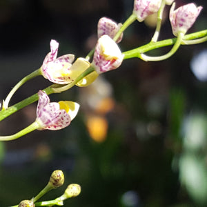 Oncidium Orchid