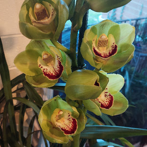 A close-up of a live Cymbidium orchid plant with multiple light green flowers blooming, featuring cream centers with dark red spots, set against a white brick wall and window background.