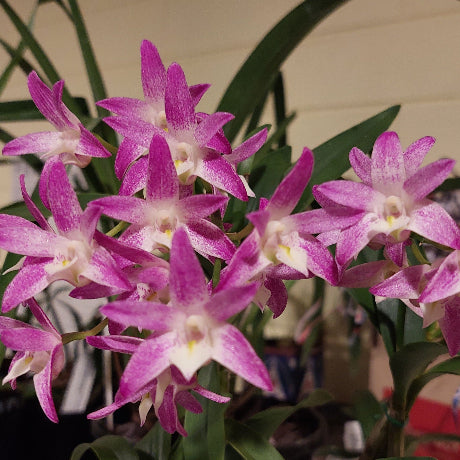 A cluster of pink and white Dendrobium orchids with green leaves in a potted indoor plant.