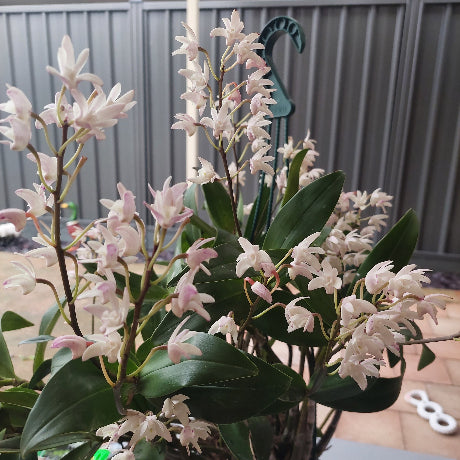 Dendrobium Delicatum Orchid