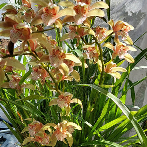 Orchids with green leaves against a neutral background