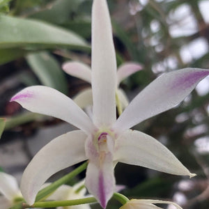 Dendrobium Special Surprise Orchid
