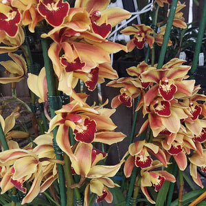 Close-up of cymbidium orchids with red centers and beige petals.