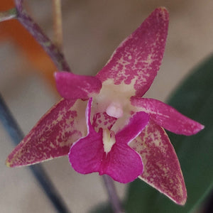 Close-up of a pink orchid flower with a blurred indoor background
