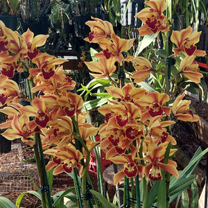 A cluster of blooming Cymbidium orchids with yellow-orange petals and deep burgundy centers, growing in a greenhouse or nursery setting with other plants and pots in the background.