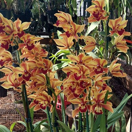 A cluster of blooming Cymbidium orchids with yellow-orange petals and deep burgundy centers, growing in a greenhouse or nursery setting with other plants and pots in the background.