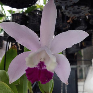 Laelia Cattleya Intermedia