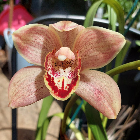 A close-up of a pink and red Cymbidium orchid flower with green leaves, growing in a black pot outdoors.