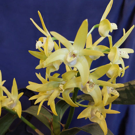 Yellow Cymbidium orchids with green leaves, shown in a close-up shot against a dark blue fabric background.