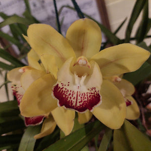 Close-up of a potted green orchid plant with long narrow leaves and pink handwritten plant tags in black nursery pots against a dark gray tiled background.