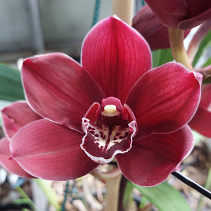Close-up of a potted green orchid plant with long narrow leaves and pink handwritten plant tags in black nursery pots against a dark gray tiled background.