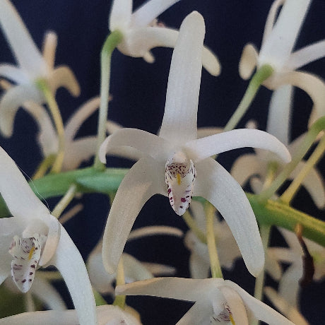Dendrobium Speciosum Orchid