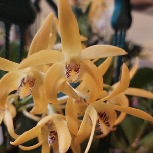 Dendrobium Cosmic Gold Orchid 