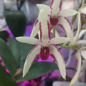 A close-up of a white orchid flower with deep magenta-pink stripes and a magenta center, surrounded by green leaves and a softly blurred purple-toned background.