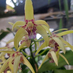Yellow orchid flowers with prominent burgundy speckled lips and green stems, photographed close-up with a blurred indoor background.
