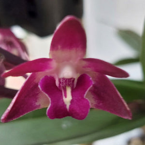 A close-up of a blooming orchid flower with deep magenta-purple petals and a pale cream center, photographed against blurred green leaves and a soft neutral background.