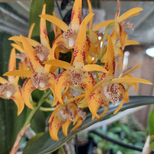 Dendrobium Avrils Gold