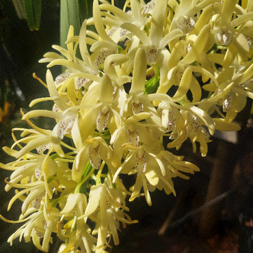 Dendrobium Speciosum Division Orchid