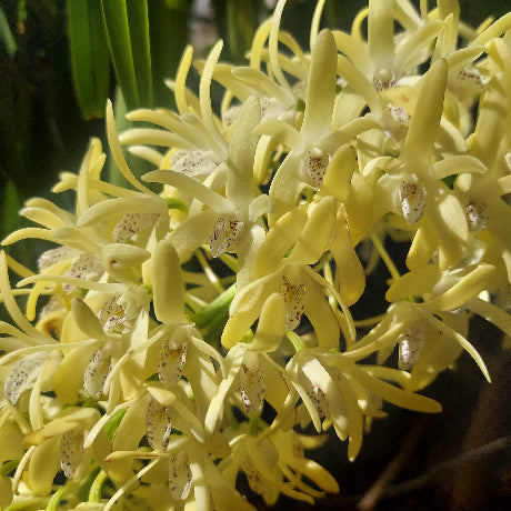 Dendrobium Speciosum Orchid
