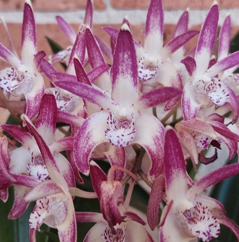Dendrobium Hunter Fire 80mm Advanced Seedling Orchid