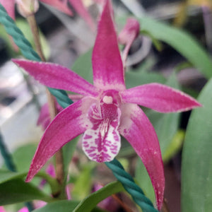 Close-up of a pink orchid with green leaves in the background