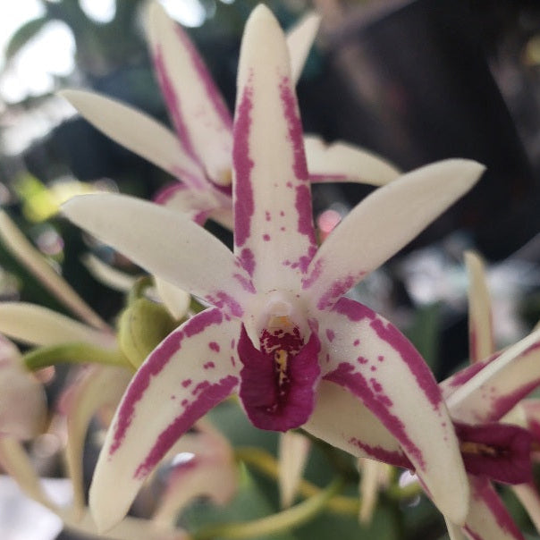 A close-up of a white orchid flower with deep magenta-purple stripes and speckles, surrounded by other blurred orchids and green foliage.