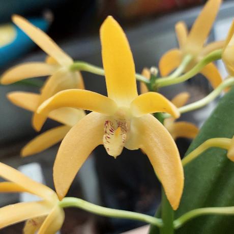 Dendrobium Brimbank Gold Orchid