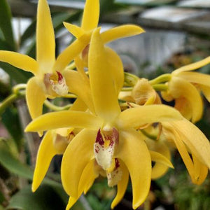 Dendrobium Cosmic Gold Orchid