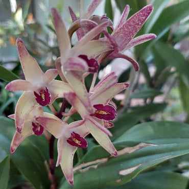 Dendrobium Australian Artist