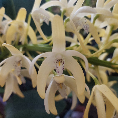 Dendrobium Greta's Snow Orchid Seedling