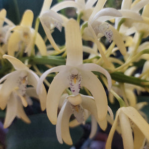 Close-up of a cluster of white orchids with green leaves.