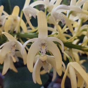 Dendrobium Speciosum Windermere