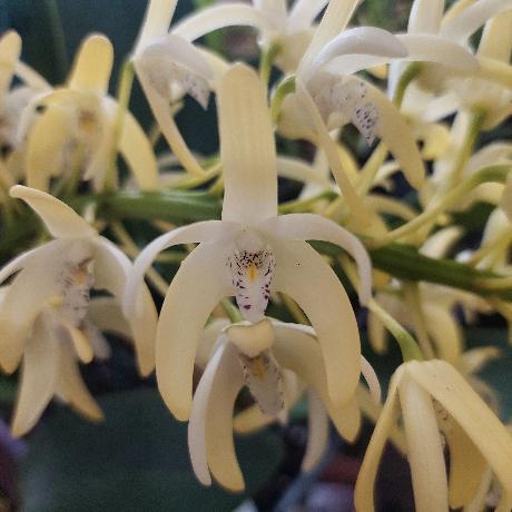 Dendrobium Speciosum Windermere