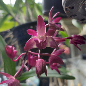 A close-up of a blooming orchid flower with deep magenta-pink petals and green leaves, photographed in a real indoor setting with blurred plant pots and background elements.