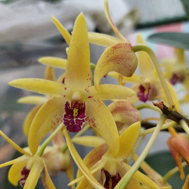 Dendrobium Orchid