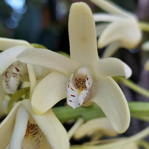 Dendrobium Speciosum Orchid