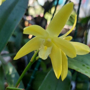 Dendrobium Eclipse Goldie Orchid