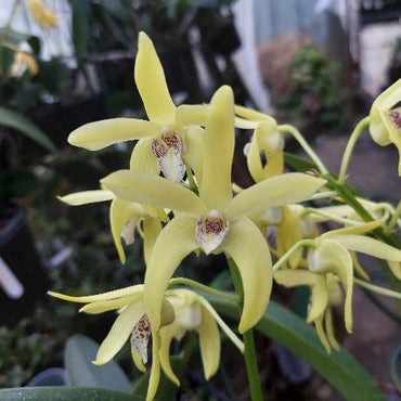 Dendrobium Eclipse Goldie Orchid