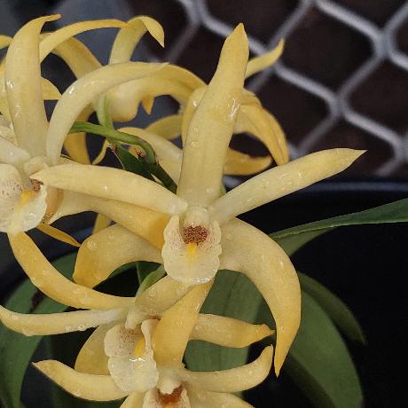 Dendrobium Midas Touch