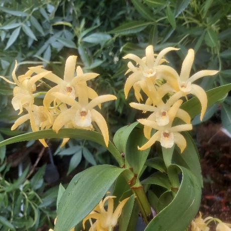 Dendrobium Midas Touch