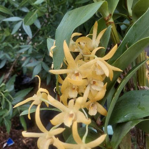 Dendrobium Midas Touch