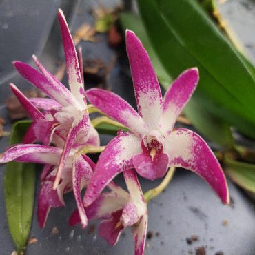 Dendrobium 